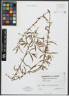 Foto von Salix alba L.